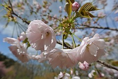 イチヨウ