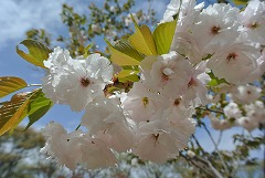 めしべが葉化するイチヨウ