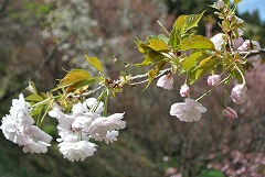 イチヨウの枝