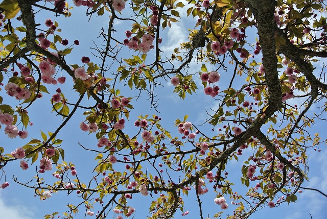 キクザクラの花が連なって咲く様子