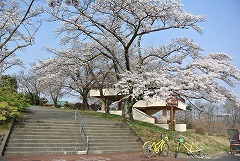 公園入口のソメイヨシノ大分咲いている