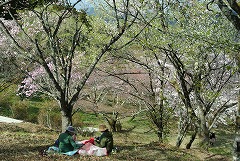 花の森でお花見する来園者