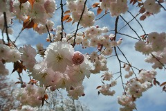 八重と青空