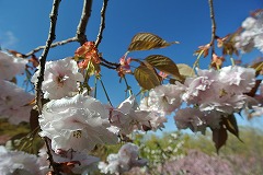 八重咲きの品種満開