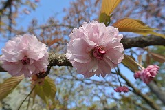 菊咲きのキクザクラの花
