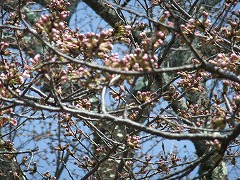 ソメイヨシノのつぼみがたくさんついた枝