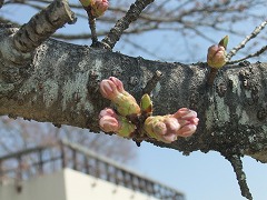 ピンク色に色づいたソメイヨシノのつぼみ