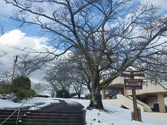 標準木まだつぼみ