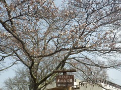入口のソメイヨシノが開花した様子
