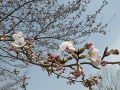 枝先で開花した数輪