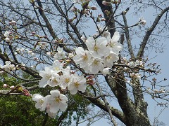 青空の下のソメイヨシノ