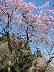シダレザクラ開花