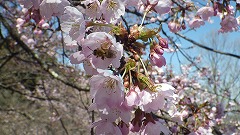 オオカンザクラの開花