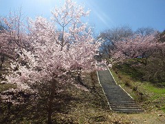 花の森下から撮影した様子