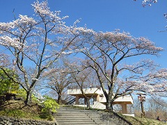 公園入口のソメイヨシノ
