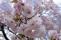 タカサゴの枝