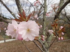 ソトオリヒメ