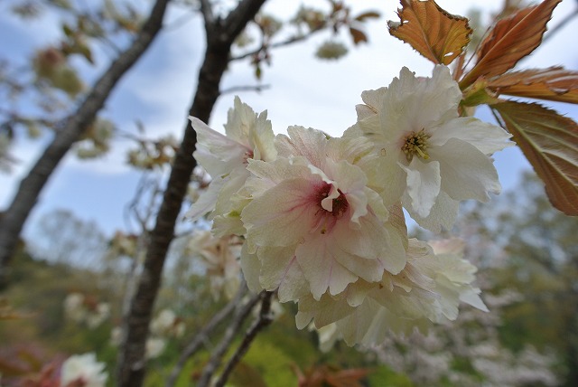 ウコンの花
