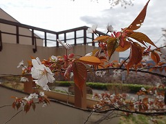ヤマザクラ