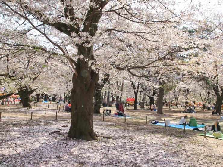 平成30年3月31日のソメイヨシノ自由広場2