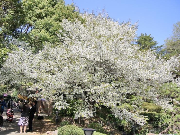 平成30年3月31日の桜-日本庭園1