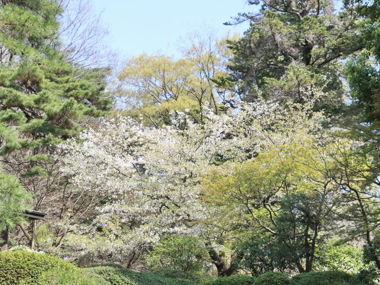 平成30年3月31日の桜-日本庭園2