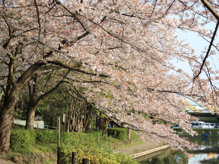 平成30年4月1日のソメイヨシノボート池西1