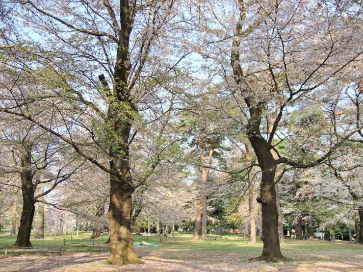 平成30年4月1日のソメイヨシノ葉桜1