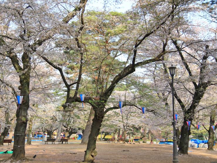 平成30年4月1日のソメイヨシノ葉桜2