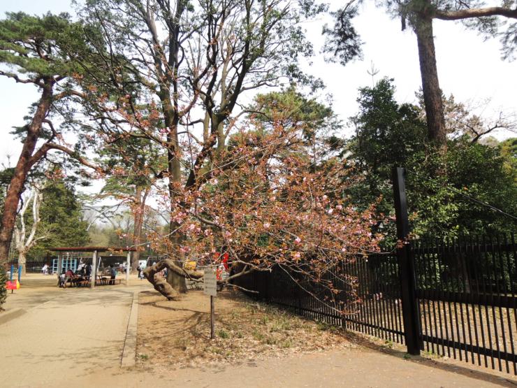 30年4月2日の八重桜1