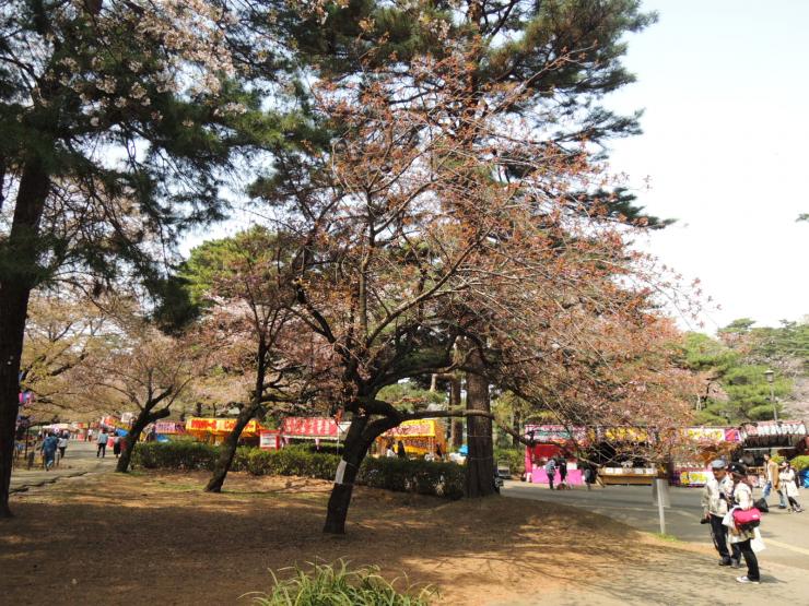 30年4月2日の八重桜2