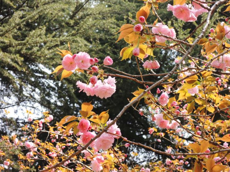 30年4月2日の八重桜3