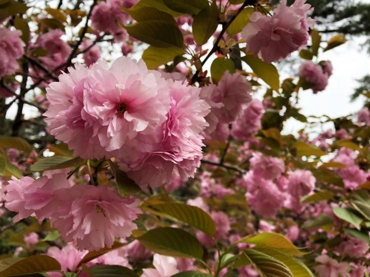 平成30年4月6日の八重桜3