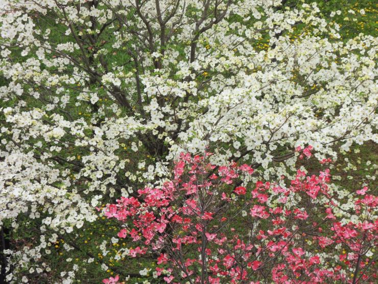 ハナミズキ 大唐子 シャガなどが見頃です 4月6日 埼玉県