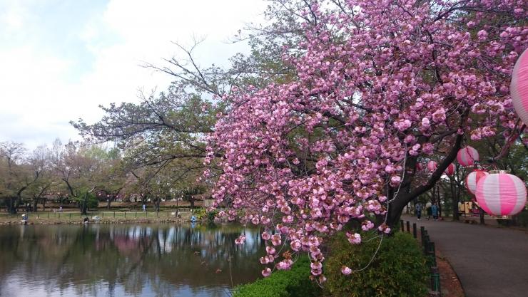 運動公園内の桜
