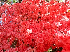 あふれるほどのヤマツツジの花