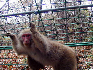 捕獲されたサル