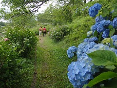 アジサイ園地を楽しむ二人連れ