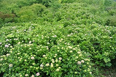 色づきはじめた展望台付近斜面