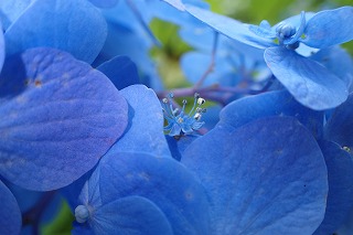 水色の装飾花の下の花