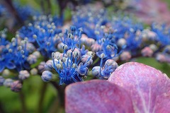 藍色の真花のアップ