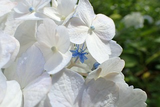 白い装飾花の下の水色の花