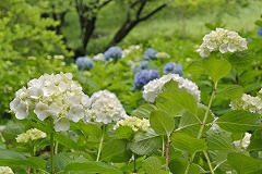 白と青のアジサイ園地