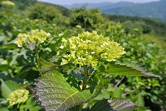 青空とアジサイのつぼみ