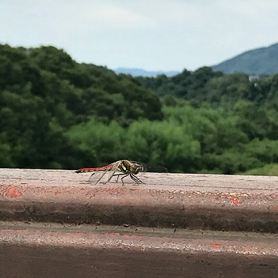 20180819トンボ橋