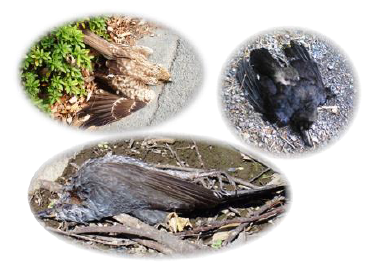 死亡した野鳥の写真（左上：トビ、右上：カラス、下：ヒヨドリ）