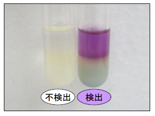 有機リン系農薬検出キットによる判定（左：不検出（透明）、右：検出（紫色））
