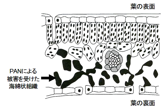 光化学スモッグ って植物にも悪影響を及ぼすの 埼玉県環境科学国際センター