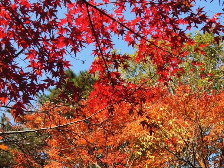 30年12月1日の紅葉状況3