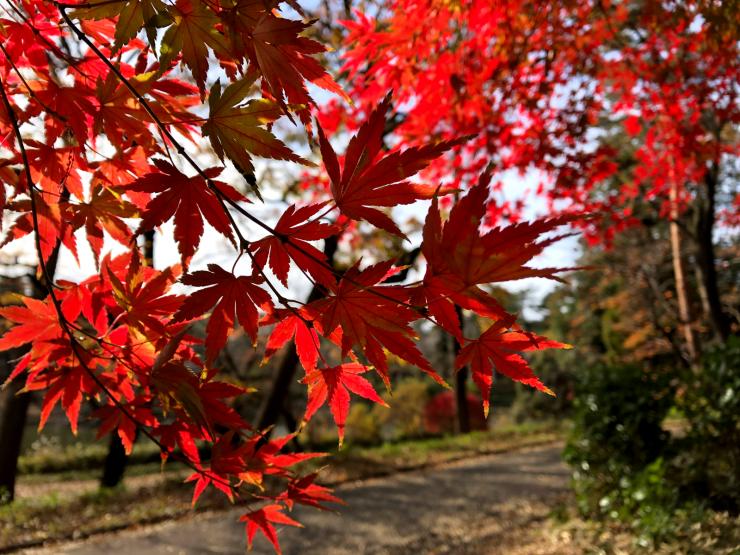 30年12月10日の紅葉3